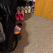 Fendii is registered to the contest to win money with this photo: animal_clothing, bed, black_bedspread, carpet, cat, domestic, door, floor, footwear, furniture, indoor, patterned_carpet, pet, pink_crocs, quiet, relaxed, shoes, slippers, sneakers, wall