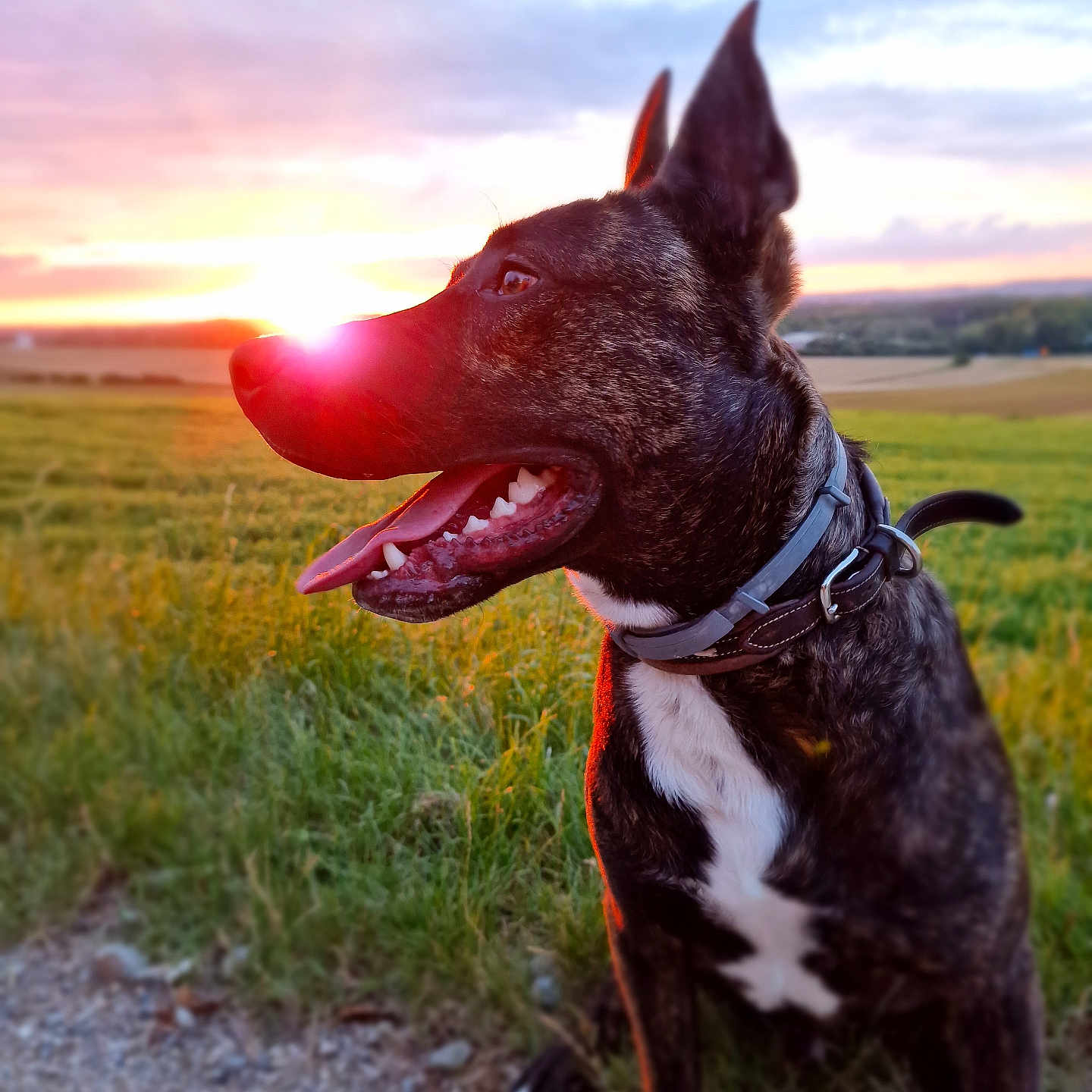 Arrow a rejoint le concours — aidez-le/la à gagner de superbes lots ! animal, bulldog, canine, dog, field, flare, grass, grassland, labradorretriever, light, nature, outdoors, pet, plant, pointer, sky, sun, sunlight, sunrise, sunset