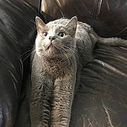 Duece joined the competition — help win amazing prizes! cat, grey_cat, feline, pet, animal, stretching, leather_couch, indoor, wide_eyes, whiskers, fur, muzzle, ears, tail, scratches, furniture, expression, surprised, resting, close_up