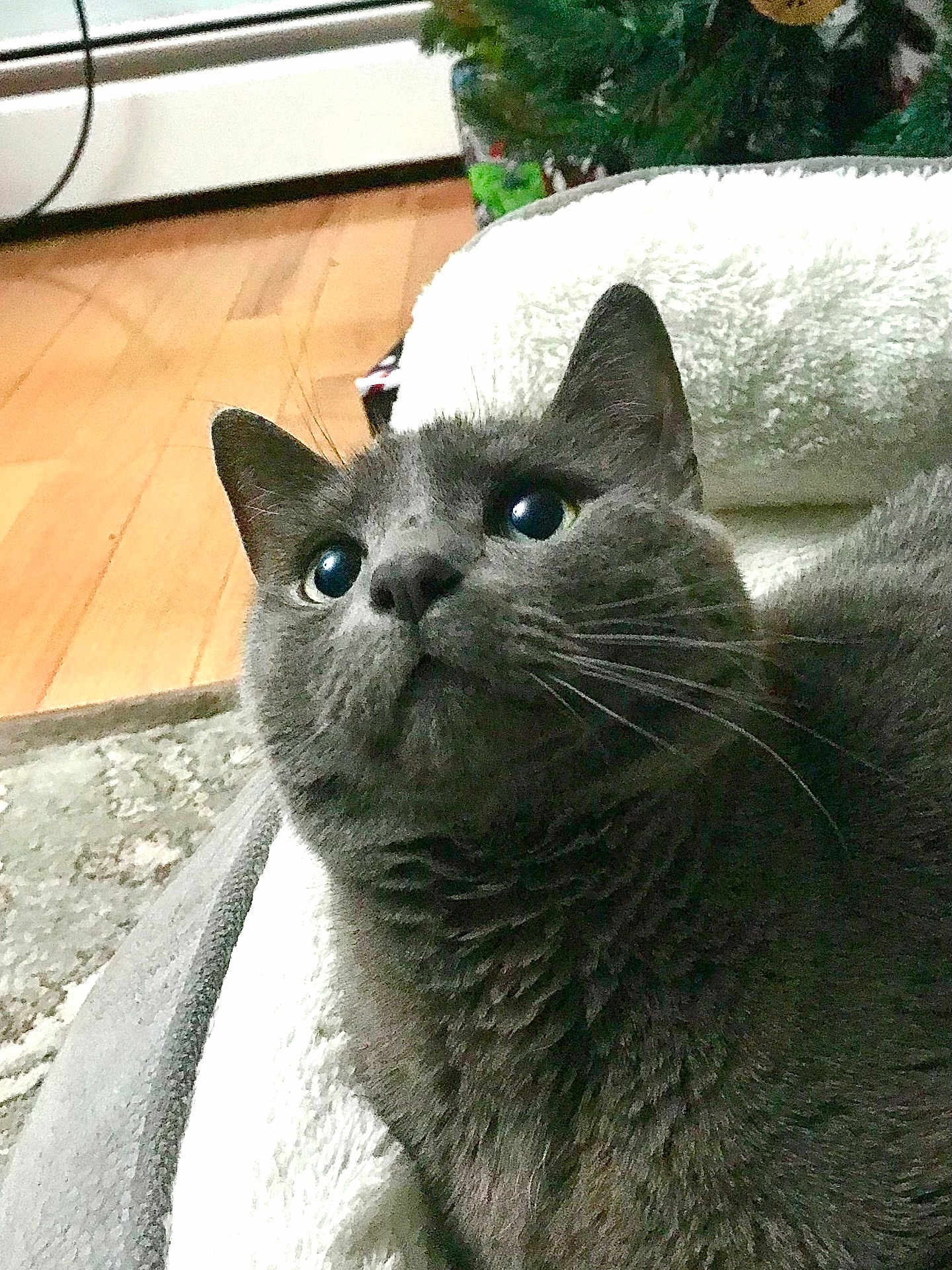 Duece joined the competition — help win amazing prizes! cat, gray_cat, feline, pet, indoor, close_up, face, whiskers, ears, soft_blanket, curious, wooden_floor, cozy, domestic_animal, fur, animal_portrait, comfort, resting, household, looking_up