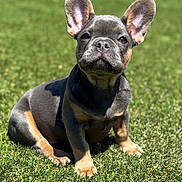 Mia is registered to the contest to win money with this photo: french_bulldog, puppy, dog, grass, outdoor, sunlight, pet, animal, ears, sitting, cute, young, adorable, nature, mammal, fur, portrait, small_dog, daylight, playful