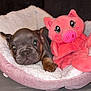 Mia joined the competition — help win amazing prizes! puppy, dog, bed, plush_toy, pink, brown, cute, pet, animal, cozy, soft, indoor, sleepy, toy, face, paw, fur, resting, closeup, comfort