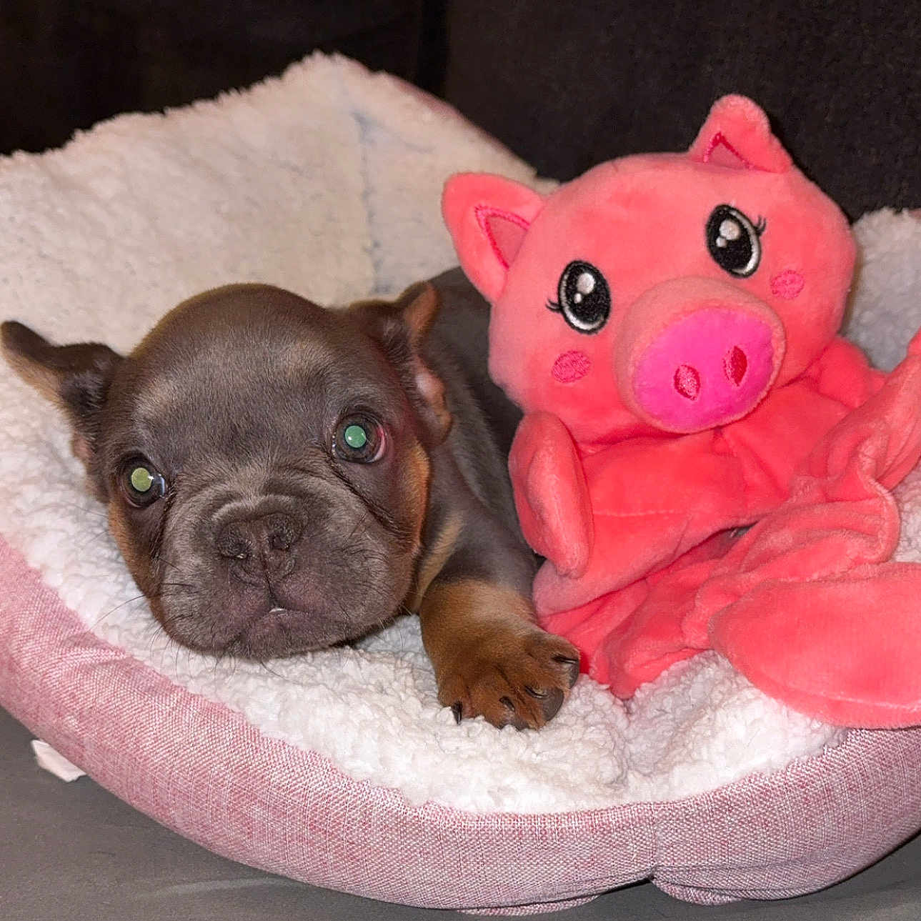Mia joined the competition — help win amazing prizes! animal, bed, brown, closeup, comfort, cozy, cute, dog, face, fur, indoor, paw, pet, pink, plush_toy, puppy, resting, sleepy, soft, toy