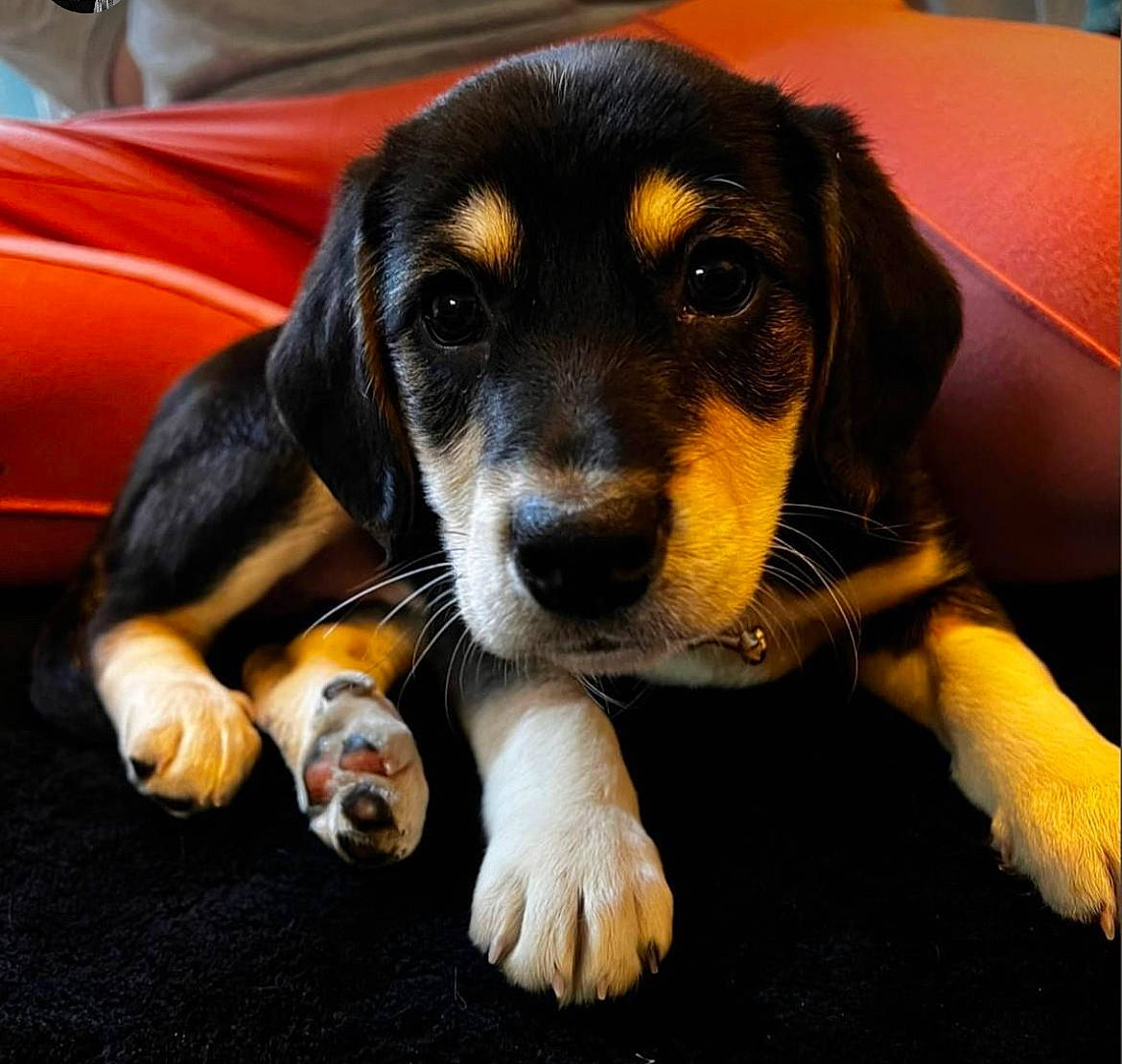 Addie joined the competition — help win amazing prizes! bored, canidae, carnivore, companion_dog, dog, dog_breed, hound, hunting_dog, paw, puppy, scent_hound, sharing, snout, sporting_group, terrestrial_animal, whiskers, working_dog