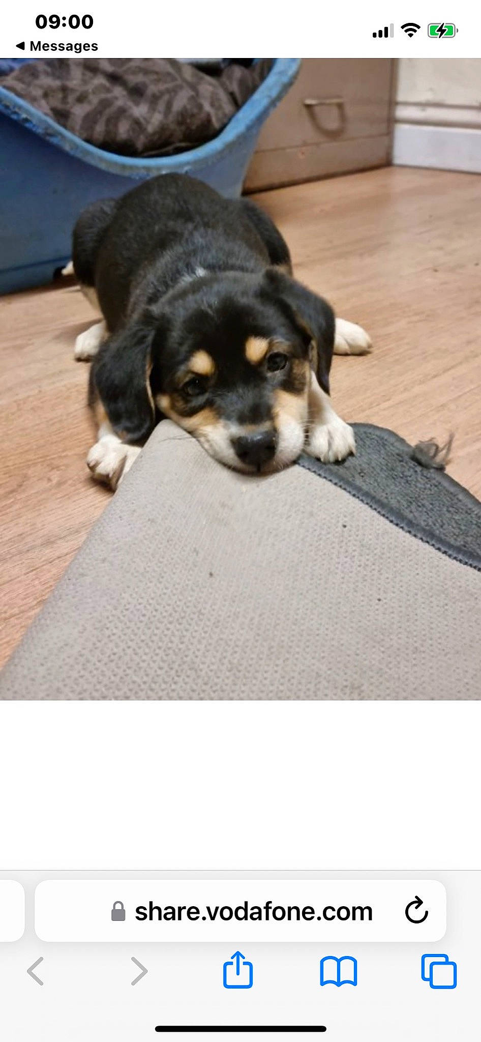 Addie is registered to the contest to win money with this photo: carnivore, companion_dog, dog, dog_breed, flooring, fur, guard_dog, hardwood, paw, rectangle, toy_dog, wood, working_animal, working_dog