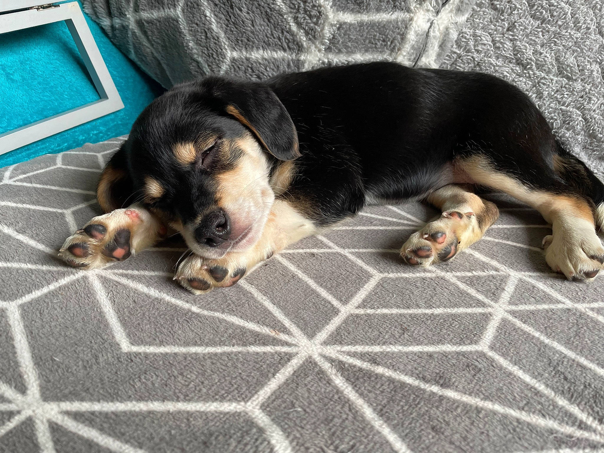 Addie joined the competition — help win amazing prizes! canidae, carnivore, cobblestone, comfort, companion_dog, dog, dog_breed, flooring, fur, pattern, paw, pet_supply, road_surface, snout, sporting_group, terrestrial_animal, working_dog