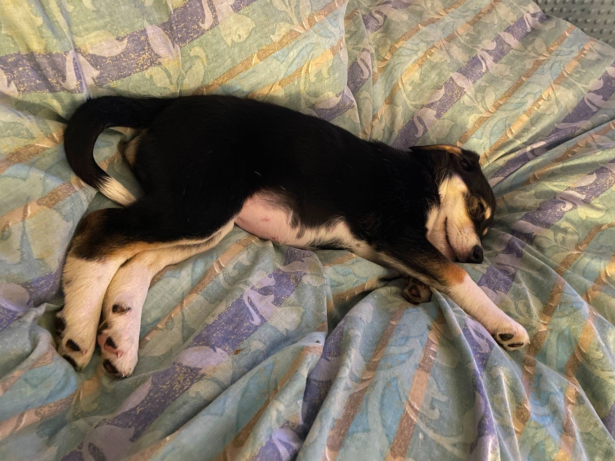 Addie joined the competition — help win amazing prizes! canidae, carnivore, comfort, companion_dog, dog, dog_breed, fawn, foot, fur, guard_dog, linens, mammal, nap, paw, sporting_group, tail, terrestrial_animal, toy_dog, vertebrate, working_animal