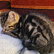 Kouki participe au concours pour gagner de l'argent avec cette photo : kitten, sleeping, cat, pet, fur, striped, tabby, blanket, cushion, indoor, cozy, nap, cute, animal, feline, resting, soft, domestic, comfort, young