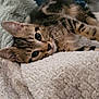 Kouki a rejoint le concours — aidez-le/la à gagner de superbes lots ! cat, kitten, tabby, feline, pet, animal, cute, eyes, whiskers, ears, fur, blanket, texture, cozy, resting, indoor, soft, comfort, closeup, laying