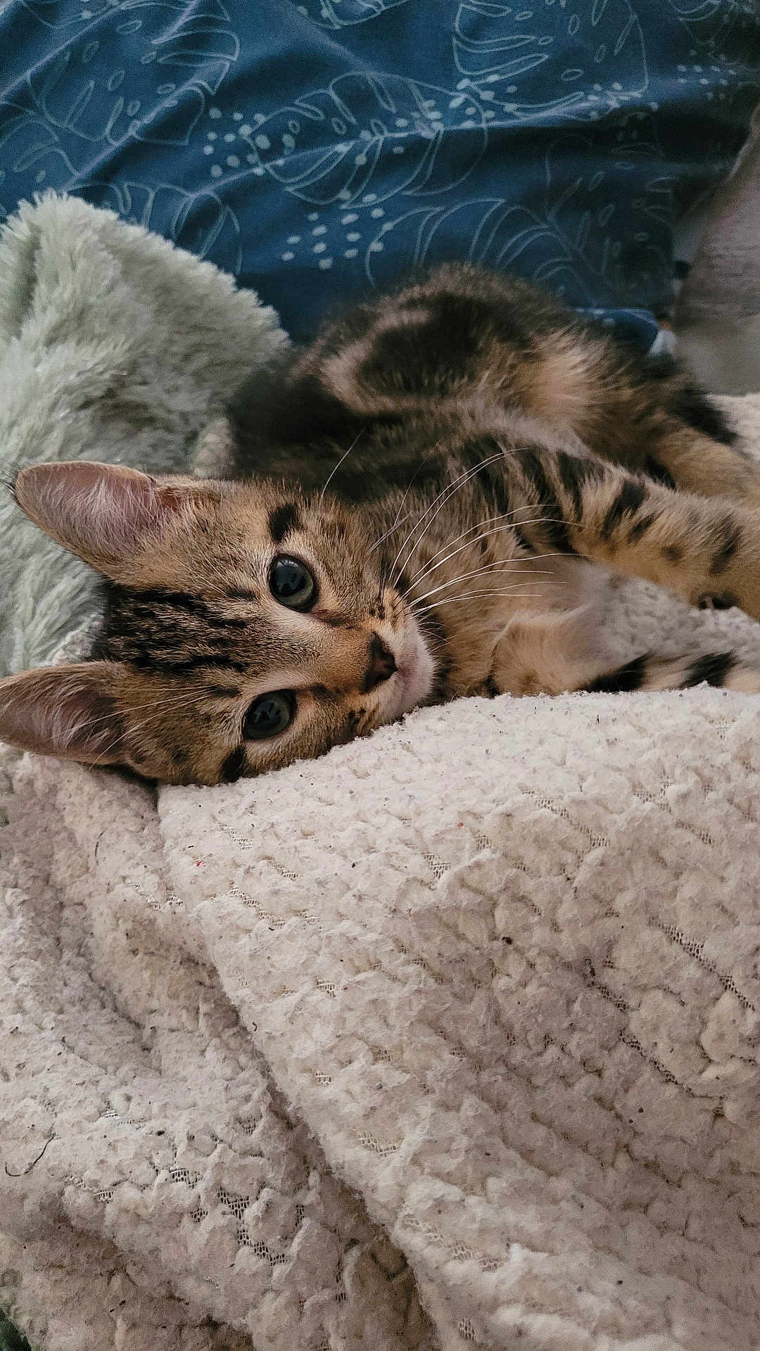 Kouki a rejoint le concours — aidez-le/la à gagner de superbes lots ! cat, kitten, tabby, feline, pet, animal, cute, eyes, whiskers, ears, fur, blanket, texture, cozy, resting, indoor, soft, comfort, closeup, laying