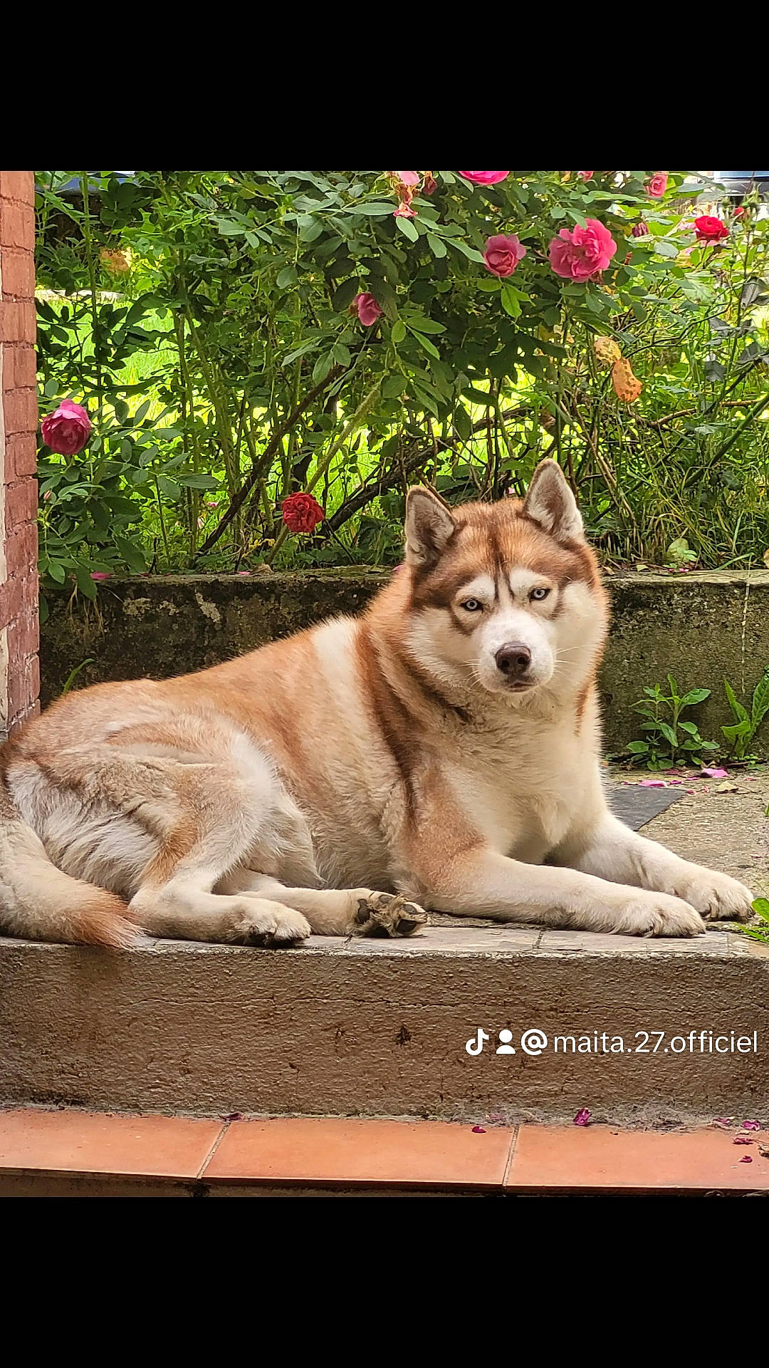 Pumba a rejoint le concours — aidez-le/la à gagner de superbes lots ! animal, canine, dog, eskimodog, flower, geranium, herbal, herbs, husky, nature, outdoors, path, pet, petal, plant, pottedplant, rose, tree, vegetation, walkway