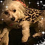 dog, white_dog, leopard_print, sweater, pet_clothing, fluffy, paw, black_nose, sparkle_effects, cozy, indoor, animal, cute, fur, resting, close_up, small_dog, companion, comfort, soft_lighting