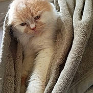 Nougat a rejoint le concours — aidez-le/la à gagner de superbes lots ! cat, fluffy, cream_color, white_color, blanket, cozy, sleepy, paw, pet, indoor, resting, fur, cute, relaxed, comfort, animal, mammal, soft, home, lazy