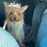 Mari is registered to the contest to win money with this photo: animal, backseat, bow, car_interior, companion, cute, dog, ears, eyes, fur, furry, indoor, looking, pet, portrait, seat, small_dog, sunlight, travel, window