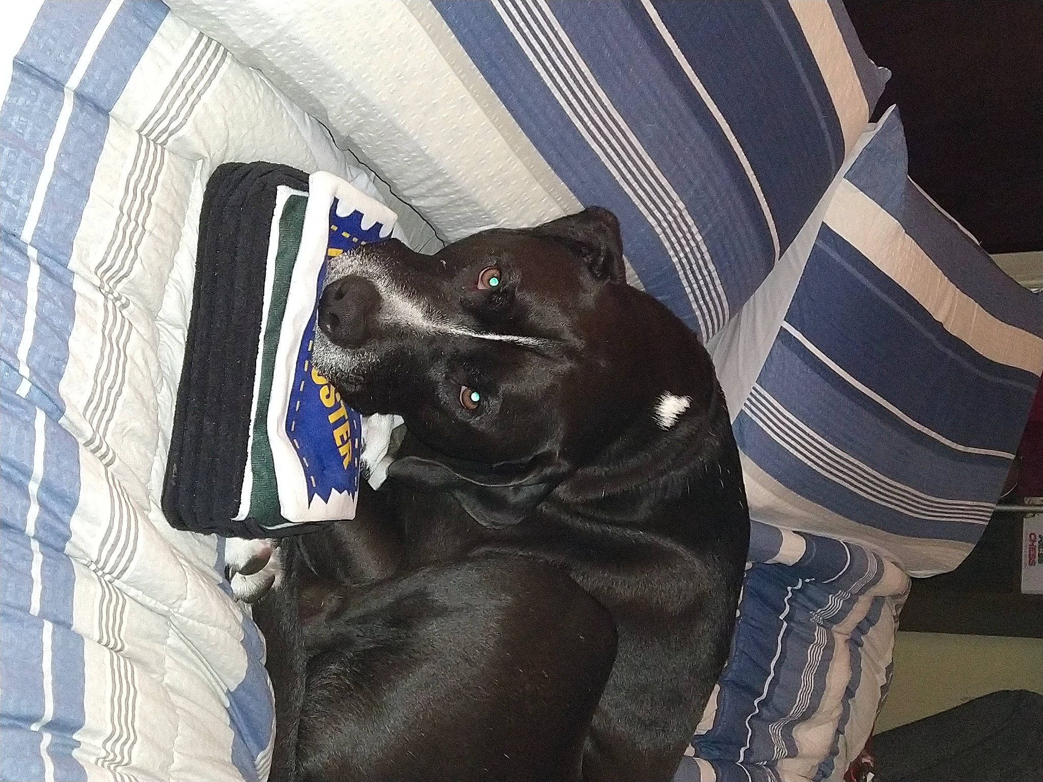 Austin joined the competition — help win amazing prizes! bag, borador, canidae, carnivore, collar, comfort, companion_dog, dog, dog_breed, dog_collar, dog_supply, electric_blue, fur, guard_dog, linens, pattern, personal_protective_equipment, pet_supply, sporting_group, working_animal