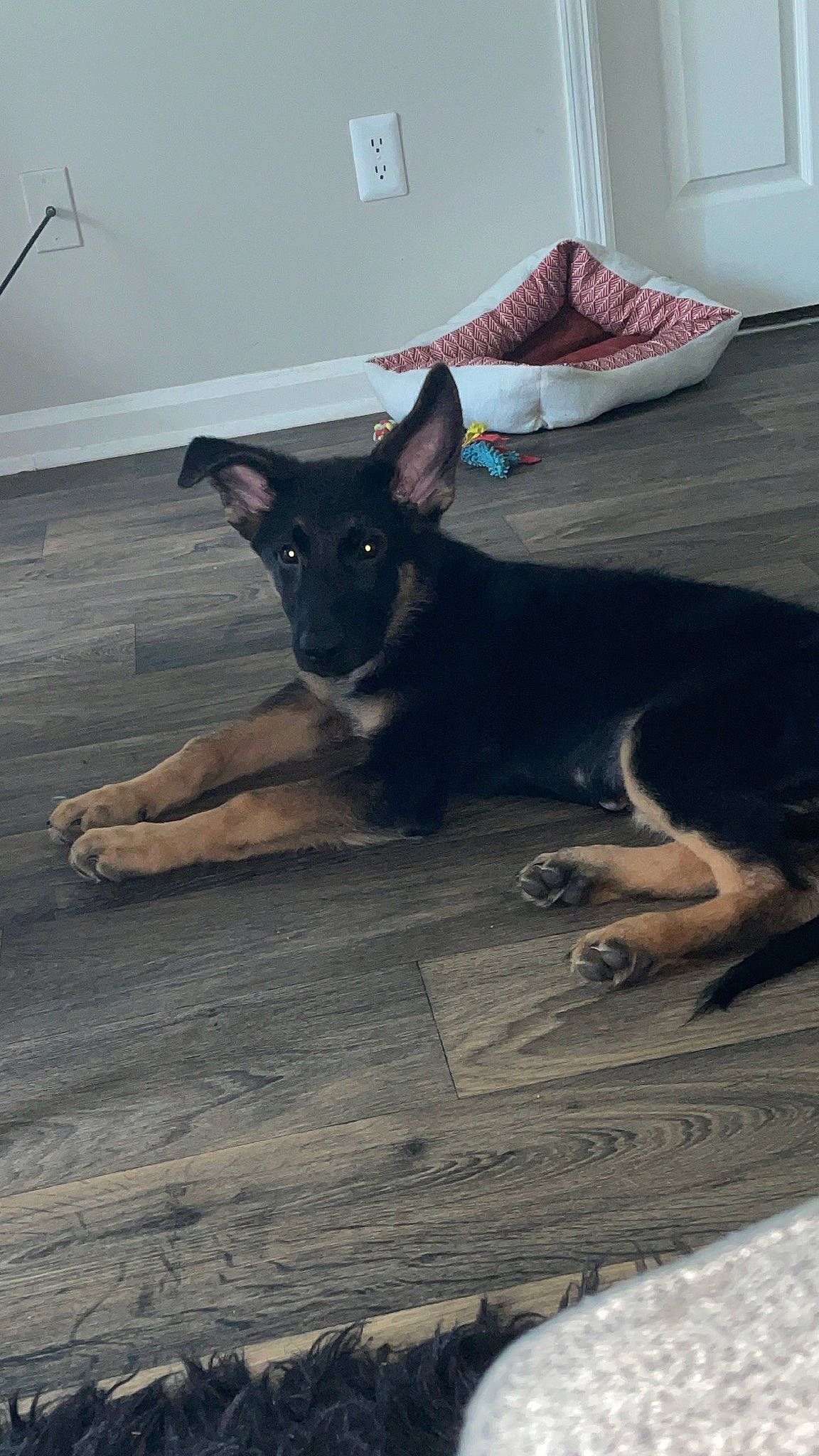 Jax is registered to the contest to win money with this photo: carnivore, comfort, companion_dog, dog, dog_breed, dog_supply, fawn, floor, flooring, grey, guard_dog, hardwood, linens, room, snout, sporting_group, tail, wood, working_animal, working_dog