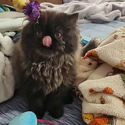 Booboo is registered to the contest to win money with this photo: animal, bed, black_fur, blanket, cat, cozy, curly_fur, cute, domestic_animal, feather_toy, feline, indoor, kitten, licking, pet, playful, resting, small_animal, soft, toy_mouse