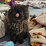 animal, bed, black_fur, blanket, cat, cozy, curly_fur, cute, domestic_animal, feather_toy, feline, indoor, kitten, licking, pet, playful, resting, small_animal, soft, toy_mouse