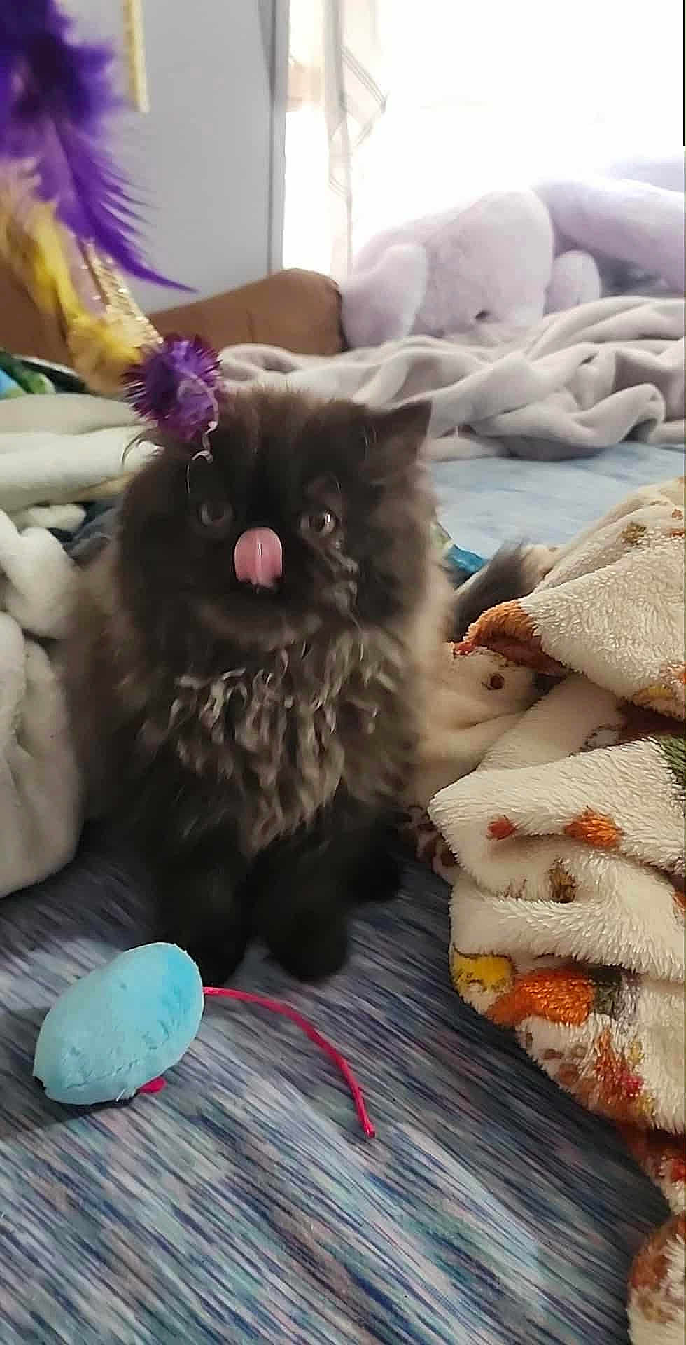 Booboo