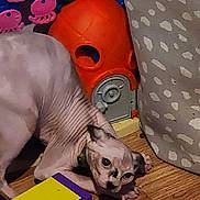 Spooky is registered to the contest to win money with this photo: animal, carrot_toy, cat, closeup, crouching, curious, eyes, floor, hairless_cat, house_toy, indoor, orange_toy, pet, playful, purple_block, small_toy, toy, wooden_floor, wrinkled_skin, yellow_block
