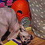 animal, carrot_toy, cat, closeup, crouching, curious, eyes, floor, hairless_cat, house_toy, indoor, orange_toy, pet, playful, purple_block, small_toy, toy, wooden_floor, wrinkled_skin, yellow_block