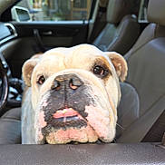 Opie joined the competition — help win amazing prizes! dog, bulldog, car, vehicle_interior, window, seat, leather_seat, pet, animal, closeup, face, tongue, wrinkles, nose, ears, door, curious, expression, indoor, daylight
