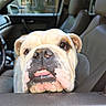 dog, bulldog, car, vehicle_interior, window, seat, leather_seat, pet, animal, closeup, face, tongue, wrinkles, nose, ears, door, curious, expression, indoor, daylight