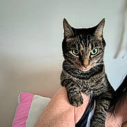 Buddy joined the competition — help win amazing prizes! animal, cat, claw, close_up, curious, domestic_cat, fur, green_eyes, human_arm, indoor, necklace, person, pet, pink_pillow, portrait, relaxed, shoulder, tabby, whiskers, white_pillow