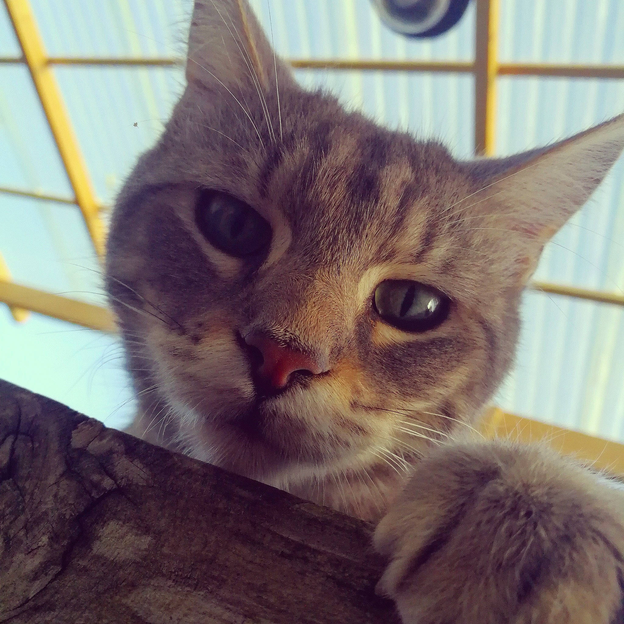 Nesquik participe au concours pour gagner de l'argent avec cette photo : carnivore, cat, comfort, domestic_short_haired_cat, eye, felidae, fur, paw, pet_supply, small_to_medium_sized_cats, snout, square, terrestrial_animal, whiskers