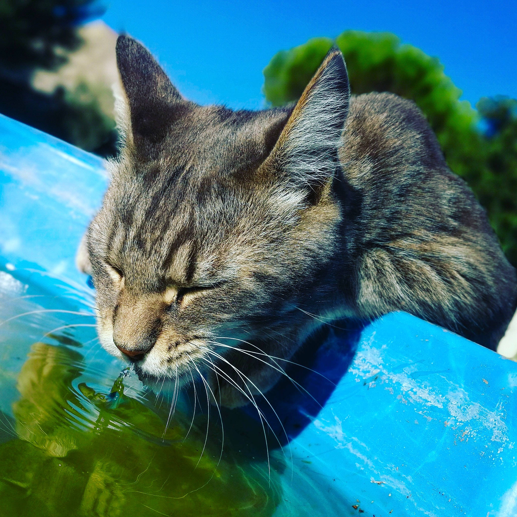 Nesquik a rejoint le concours — aidez-le/la à gagner de superbes lots ! carnivore, cat, domestic_short_haired_cat, electric_blue, felidae, fur, grass, leisure, natural_landscape, sky, small_to_medium_sized_cats, snout, terrestrial_animal, tree, water, whiskers, wildlife