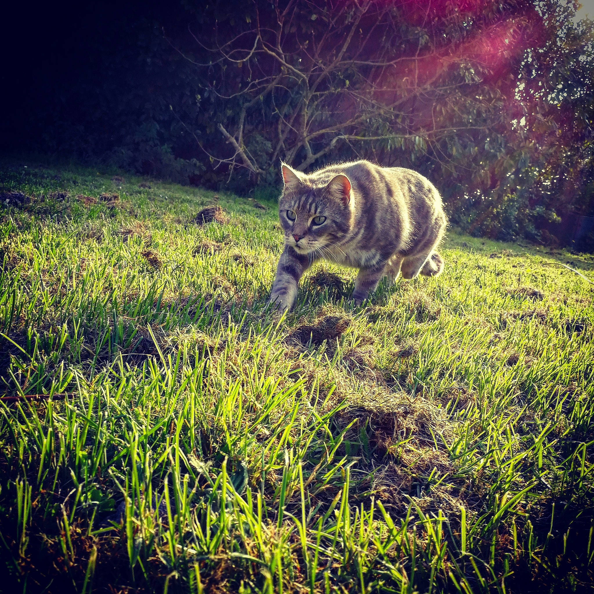 Nesquik participe au concours pour gagner de l'argent avec cette photo : carnivore, cat, felidae, grass, grass_family, grassland, groundcover, landscape, lawn, meadow, natural_environment, natural_landscape, plant, small_to_medium_sized_cats, sunlight, tail, terrestrial_animal, tints_and_shades, vegetation, whiskers