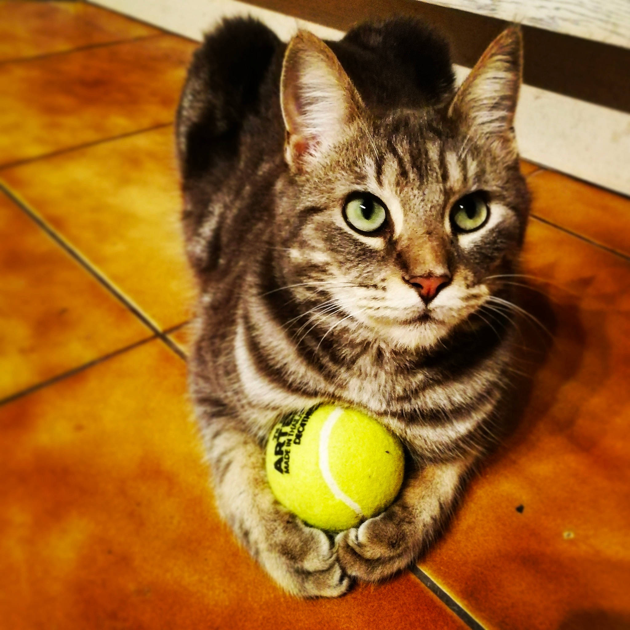 Nesquik participe au concours pour gagner de l'argent avec cette photo : ball, carnivore, cat, cat_toy, claw, domestic_short_haired_cat, felidae, flooring, fur, hardwood, mammal, paw, small_to_medium_sized_cats, snout, sports_equipment, tail, tennis_ball, tile_flooring, whiskers, wood