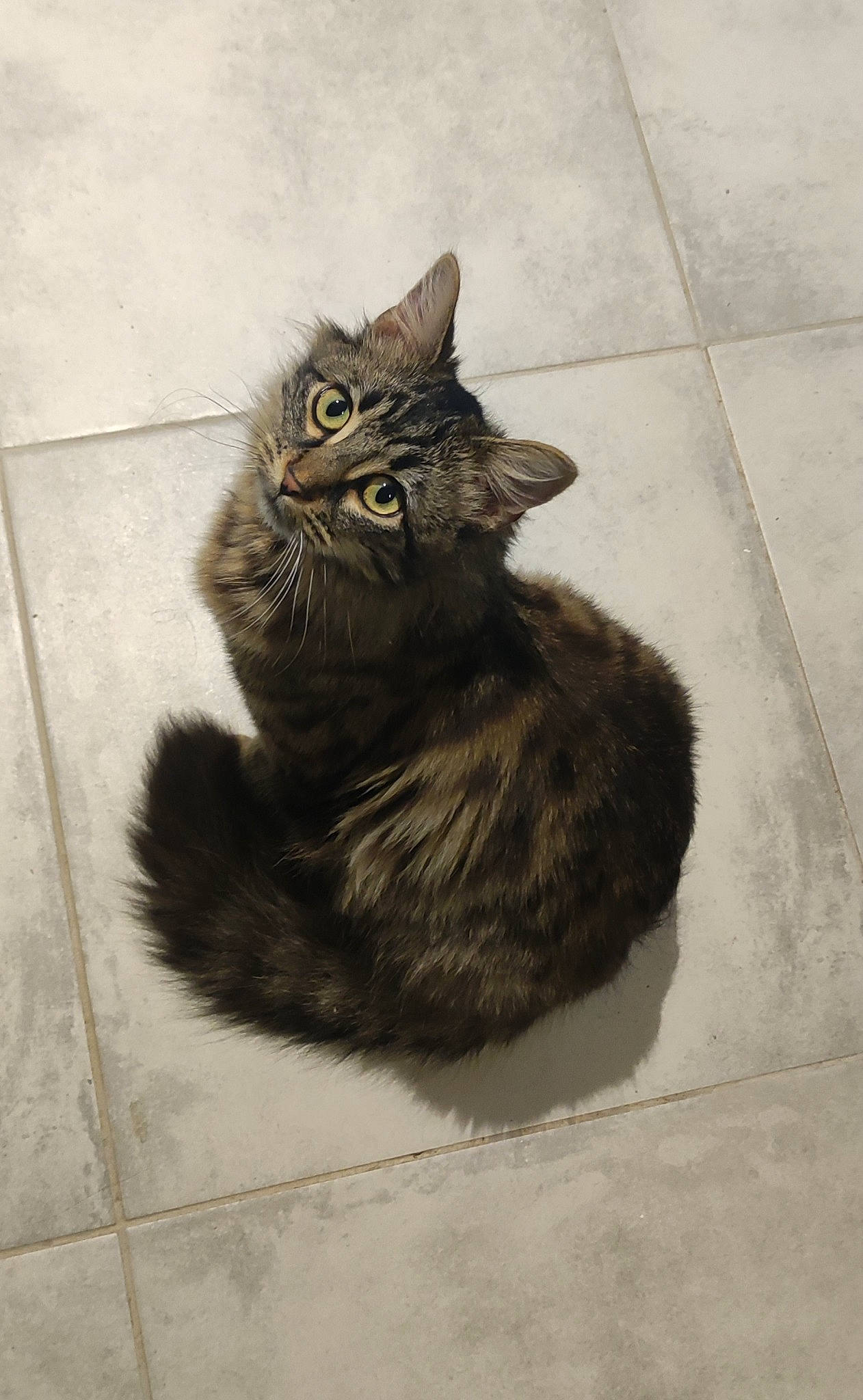 Sally participe au concours pour gagner de l'argent avec cette photo : art, black_cat, british_longhair, carnivore, cat, claw, domestic_short_haired_cat, felidae, flooring, fur, grey, paw, road_surface, small_to_medium_sized_cats, snout, tail, terrestrial_animal, tile_flooring, whiskers, wood