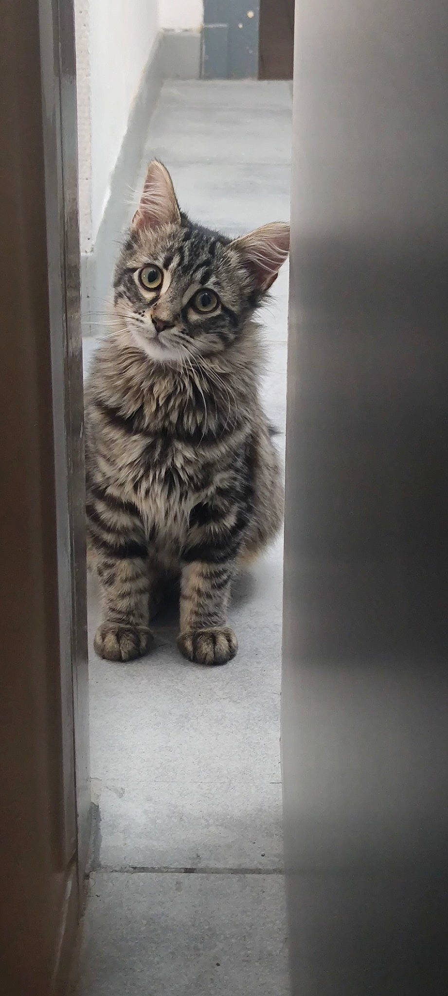 Sally a rejoint le concours — aidez-le/la à gagner de superbes lots ! carnivore, cat, claw, domestic_short_haired_cat, door, felidae, fur, monochrome, monochrome_photography, paw, small_to_medium_sized_cats, snout, tail, terrestrial_animal, whiskers, wildlife, window, wood