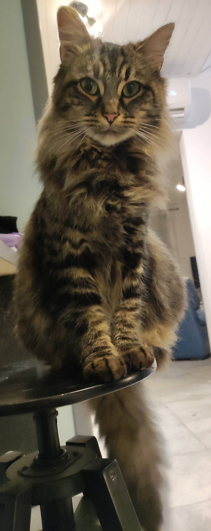 Sally a rejoint le concours — aidez-le/la à gagner de superbes lots ! british_longhair, carnivore, cat, comfort, domestic_short_haired_cat, felidae, fur, maine_coon, small_to_medium_sized_cats, snout, tail, terrestrial_animal, whiskers