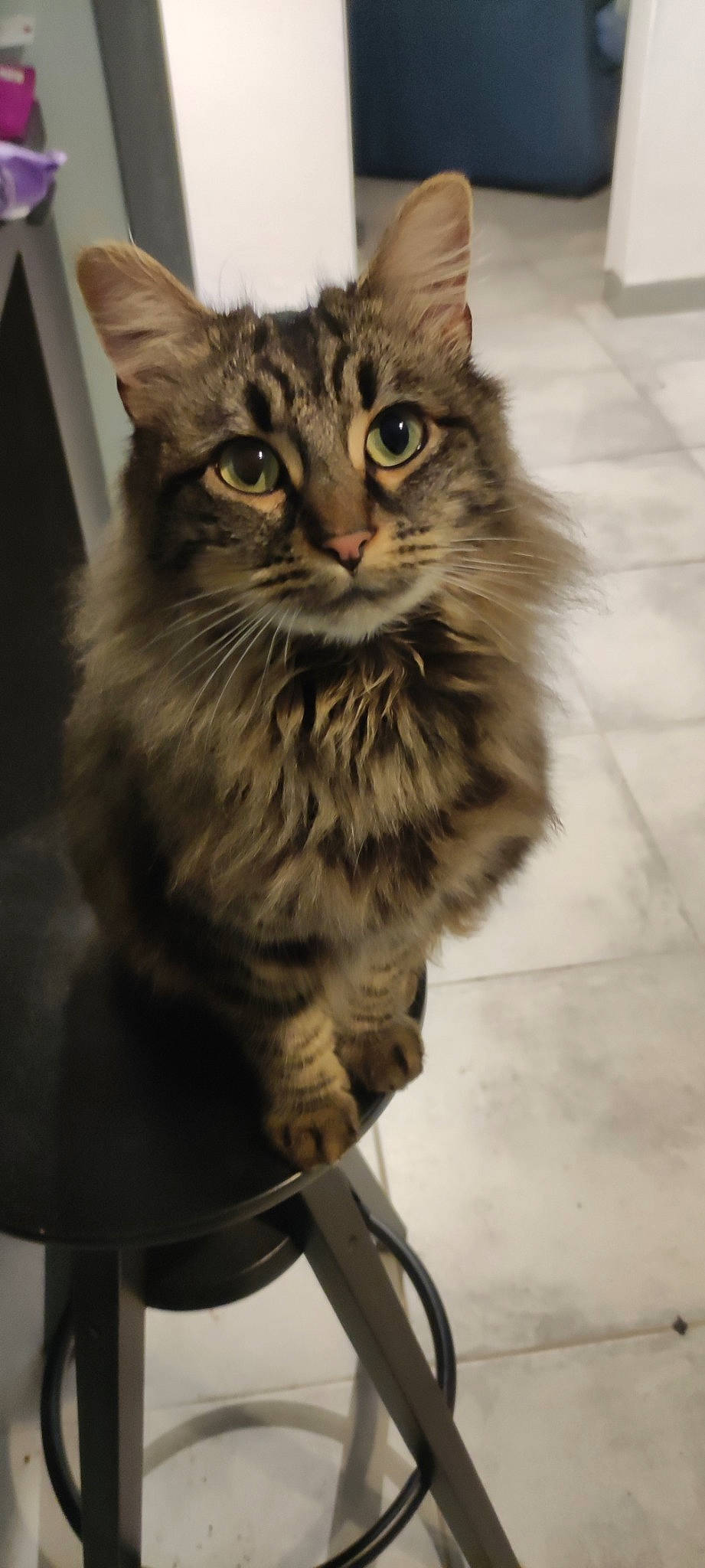 Sally a rejoint le concours — aidez-le/la à gagner de superbes lots ! carnivore, cat, claw, domestic_short_haired_cat, felidae, flooring, fur, maine_coon, norwegian_forest_cat, paw, small_to_medium_sized_cats, terrestrial_animal, whiskers