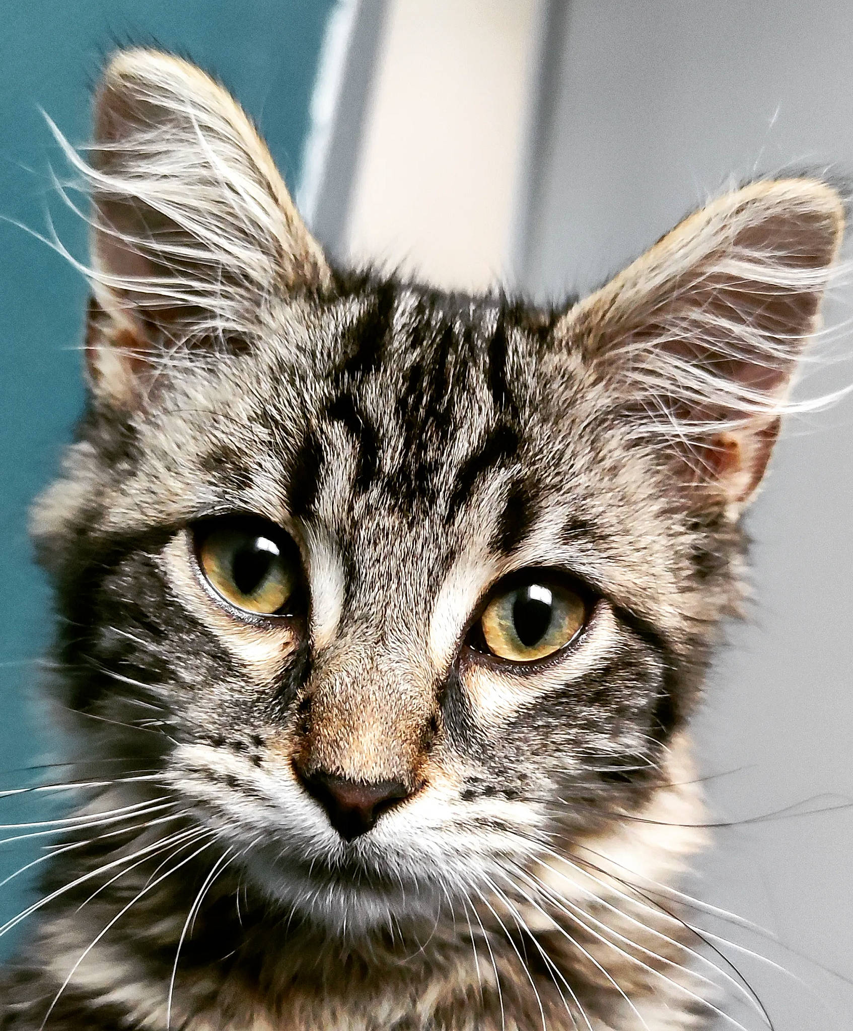 Sally participe au concours pour gagner de l'argent avec cette photo : art, carnivore, cat, close_up, domestic_short_haired_cat, eye, felidae, fur, grass, hair, head, iris, lynx, plant, small_to_medium_sized_cats, snout, terrestrial_animal, tree, whiskers, wildlife