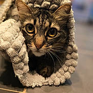 Groot a rejoint le concours — aidez-le/la à gagner de superbes lots ! animal, blanket, cat, close_up, cozy, curious, cute, ears, floor, fur, indoor, pet, playful, portrait, soft, tabby_cat, texture, tile_floor, whiskers, wide_eyes