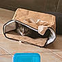 Groot participe au concours pour gagner de l'argent avec cette photo : animal, bag, blue_container, cat, closeup, container, cozy, curious, domestic, eyes, fabric_bag, floor, head, indoor, peeking, pet, playful, tabby_cat, tile_floor, whiskers