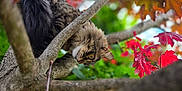 Groot a rejoint le concours — aidez-le/la à gagner de superbes lots ! animal, autumn, branch, branches, cat, closeup, curious, eyes, fur, green_foliage, leaf, mammal, nature, outdoor, pet, red_leaves, tabby_cat, tree, whiskers, wildlife