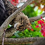 animal, autumn, branch, branches, cat, closeup, curious, eyes, fur, green_foliage, leaf, mammal, nature, outdoor, pet, red_leaves, tabby_cat, tree, whiskers, wildlife