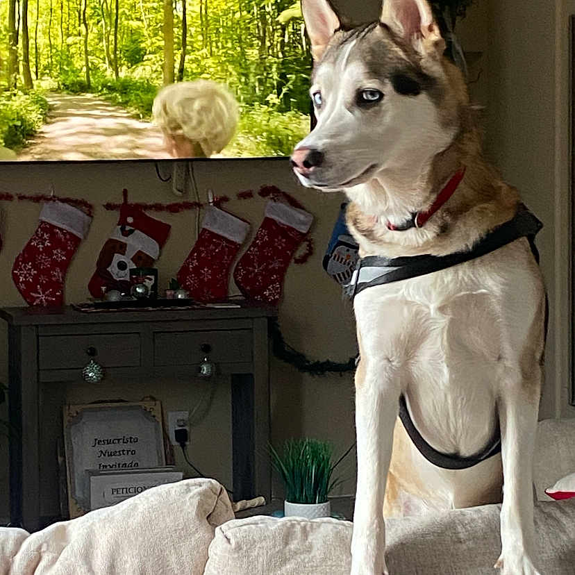 Simba joined the competition — help win amazing prizes! animal, canine, child, christmas, christmasdecorations, clothing, couch, dog, eskimodog, female, festival, furniture, girl, head, hosiery, husky, person, pet, puppy, whitedog