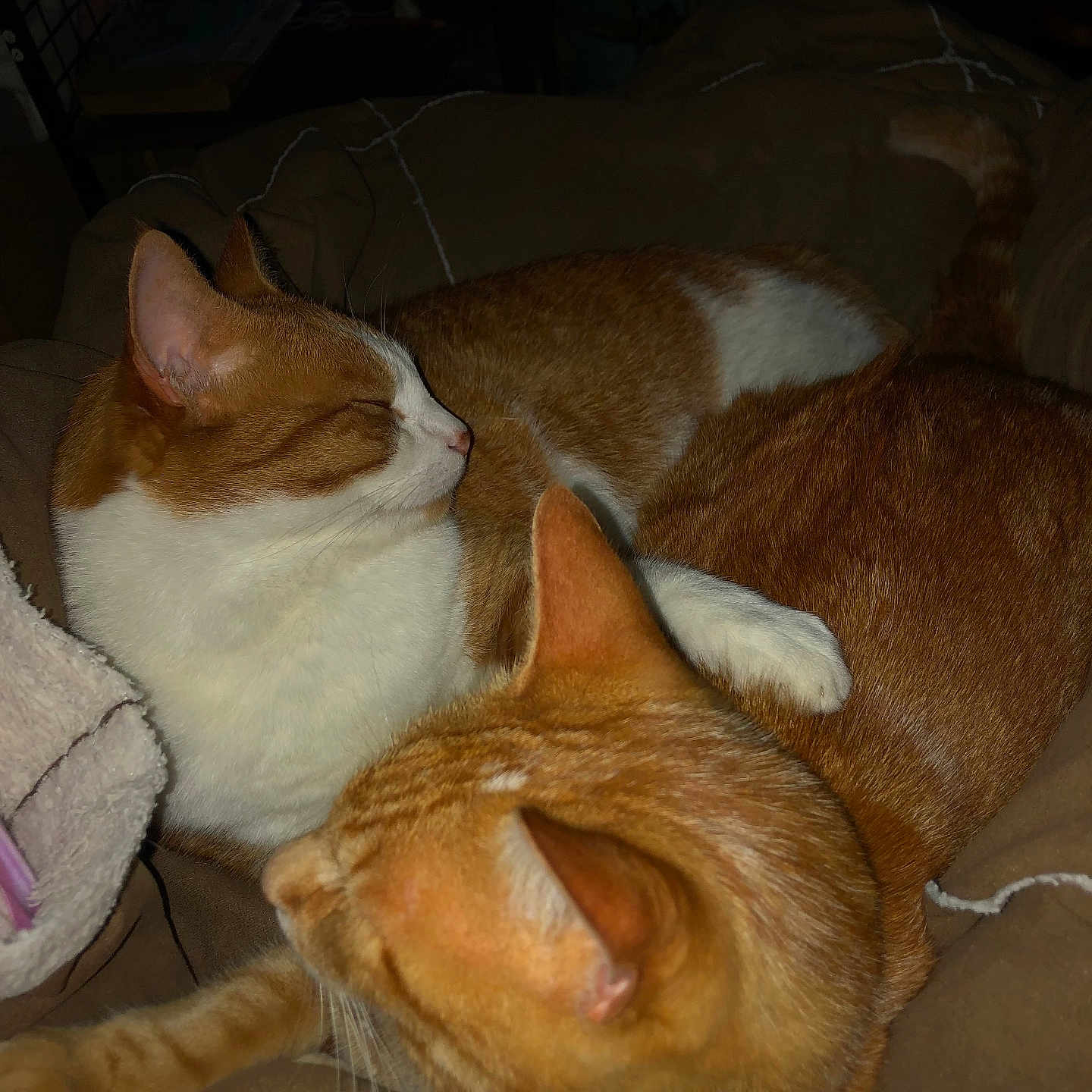 Jazzou Et Juju participe au concours pour gagner de l'argent avec cette photo : animal, blanket, cat, cats, cozy, cuddling, cute, domestic, feline, friendship, fur, ginger_cat, indoor, paw, pet, relaxed, resting, sleeping, warm, white_cat