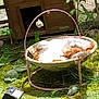 Jazzou Et Juju a rejoint le concours — aidez-le/la à gagner de superbes lots ! cat, feline, garden, grass, greenery, hammock_chair, lazy, moss, nature, orange_and_white, outdoor, peaceful, pet, relaxation, sleeping, small_furniture, summer, sunlight, upside_down, wooden_shed