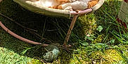 Jazzou Et Juju participe au concours pour gagner de l'argent avec cette photo : animal, cat, cozy, cute, feline, grass, greenery, hammock_chair, moss, nature, orange_cat, outdoor, peaceful, pet, relaxing, resting, sleeping, summer, sunlight, white_cat