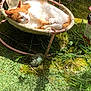 animal, cat, cozy, cute, feline, grass, greenery, hammock_chair, moss, nature, orange_cat, outdoor, peaceful, pet, relaxing, resting, sleeping, summer, sunlight, white_cat