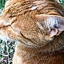 Jazzou Et Juju a rejoint le concours — aidez-le/la à gagner de superbes lots ! animal, blurred_background, brown, cat, close_up, ear, feline, fur, grass, head, mammal, nature, orange_tabby, outdoor, pet, profile, texture, whisker, whiskers, yellow