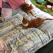 Jazzou Et Juju participe au concours pour gagner de l'argent avec cette photo : animal, bedspread, cat, cat_tunnel, cats, cozy, furniture, green, home, indoor, orange_cat, patterned_bedding, pet, pet_toys, pillow, pink, relaxed, resting, slippers, tabby_cat