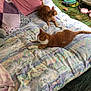 animal, bedspread, cat, cat_tunnel, cats, cozy, furniture, green, home, indoor, orange_cat, patterned_bedding, pet, pet_toys, pillow, pink, relaxed, resting, slippers, tabby_cat