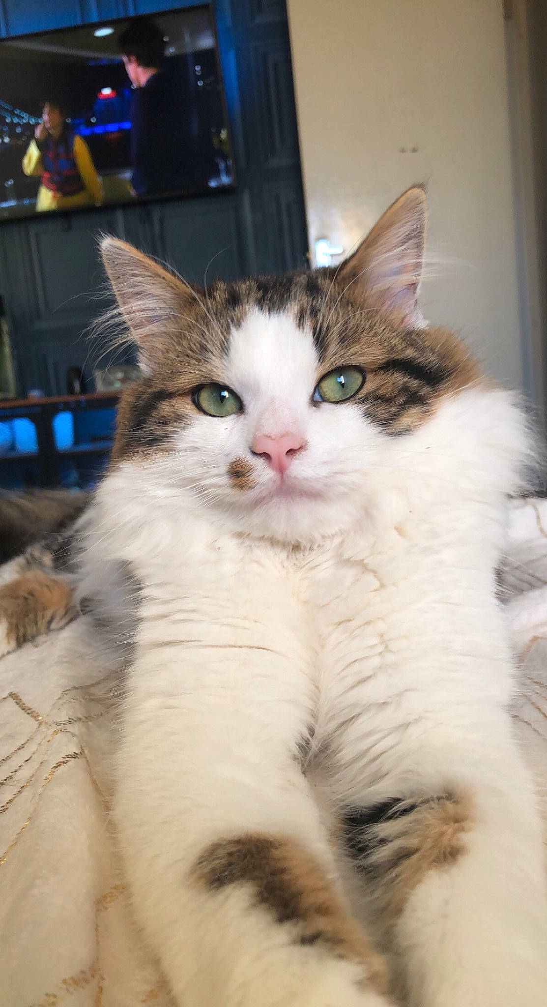 Teddy is registered to the contest to win money with this photo: carnivore, cat, claw, comfort, domestic_short_haired_cat, fawn, felidae, fur, paw, small_to_medium_sized_cats, snout, tail, terrestrial_animal, whiskers, window